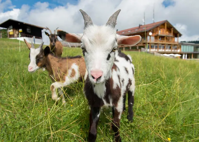 Almhotel Hochhäderich Hotel Riefensberg